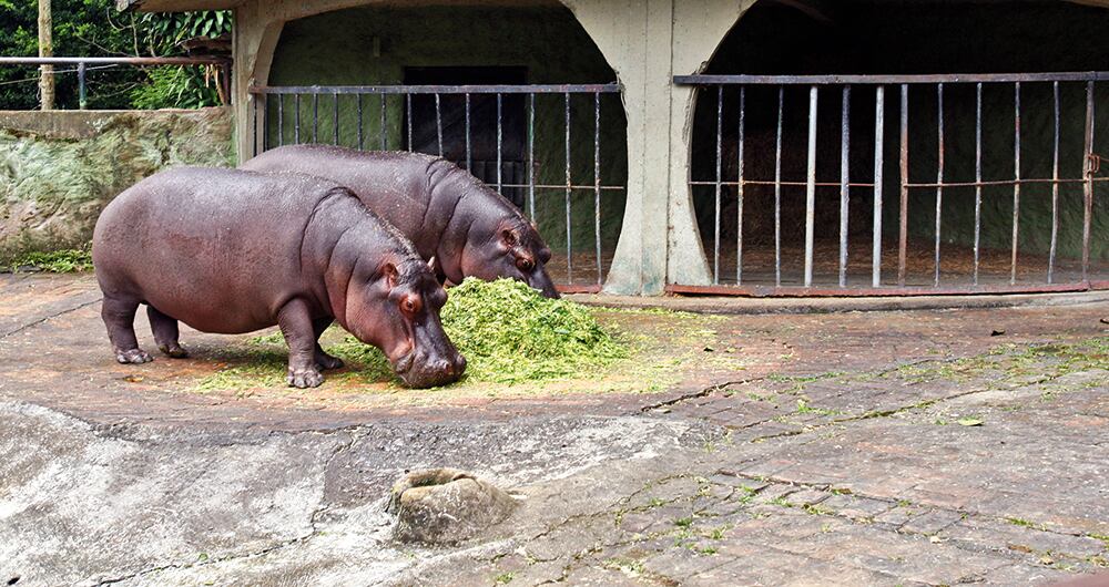  Es, junto al hipopótamo pigmeo, uno de los dos únicos miembros actuales de la familia Hippopotamidae.