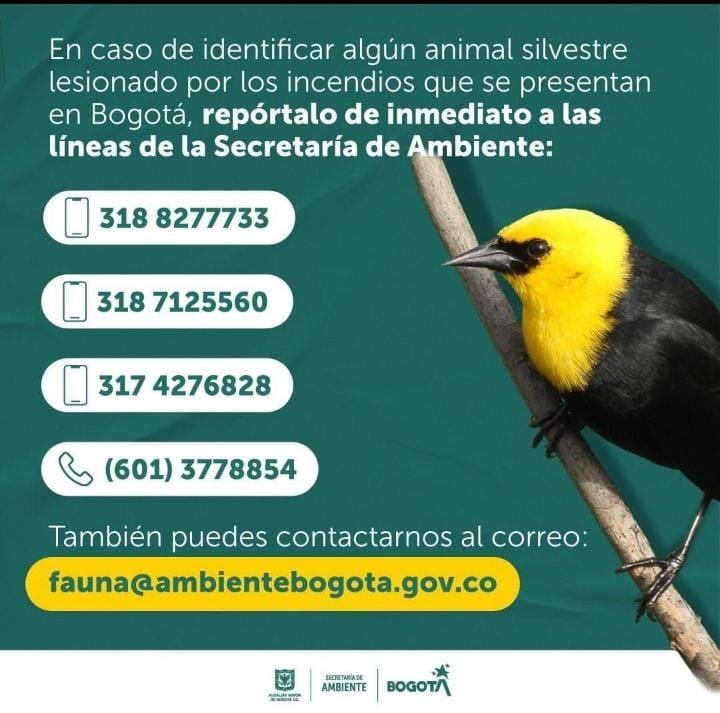Secretaría de Ambiente, linea para reportar animales lesionados por incendio