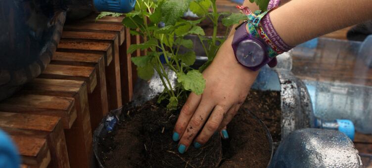 En el caso de plántulas un poco más grandes, primero, retire el plástico negro; segundo, abra un hueco proporcional al tamaño de la planta y tercero, tape las raíces con la tierra del recipiente.