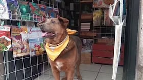 Perro rescatado en México