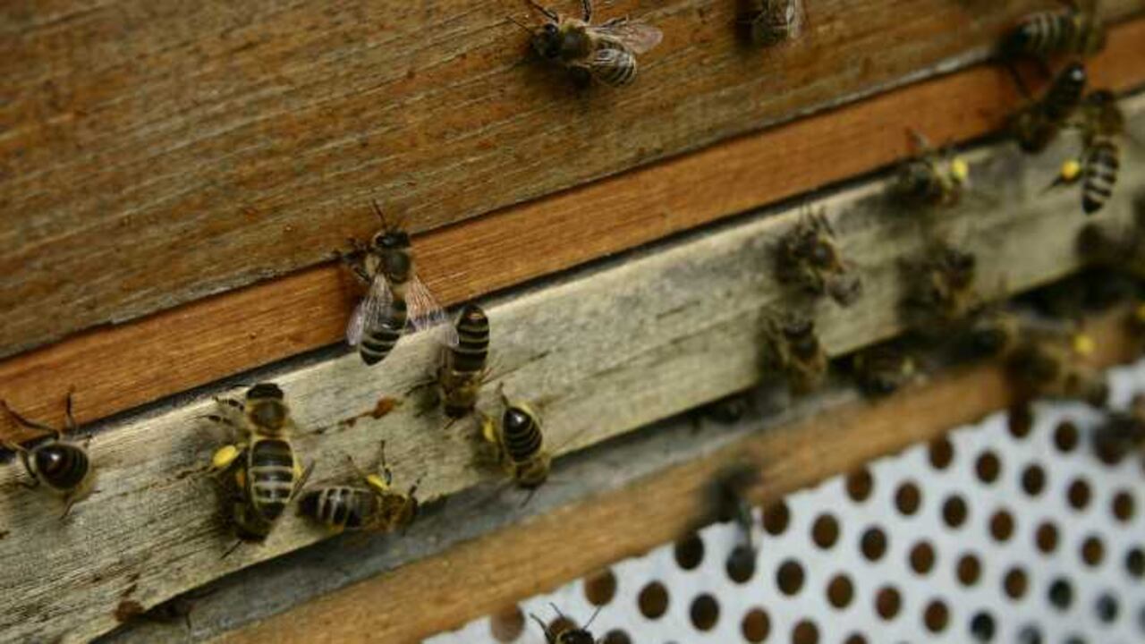El Vichada se da el lujo de tener una importante población de abejas, lo cual permite no solo desarrollar el negocio de la miel, sino explorar otras alternativas asociadas al sector agrícola.