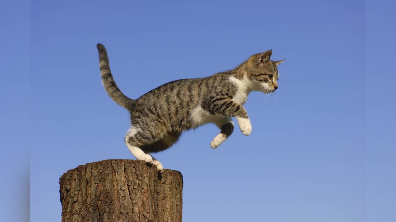 Autoridades en Australia están preocupadas porque los gatos están cazando aves y roedores y peligran estas especies. Foto: Gettyimages.