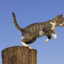 Autoridades en Australia están preocupadas porque los gatos están cazando aves y roedores y peligran estas especies. Foto: Gettyimages.