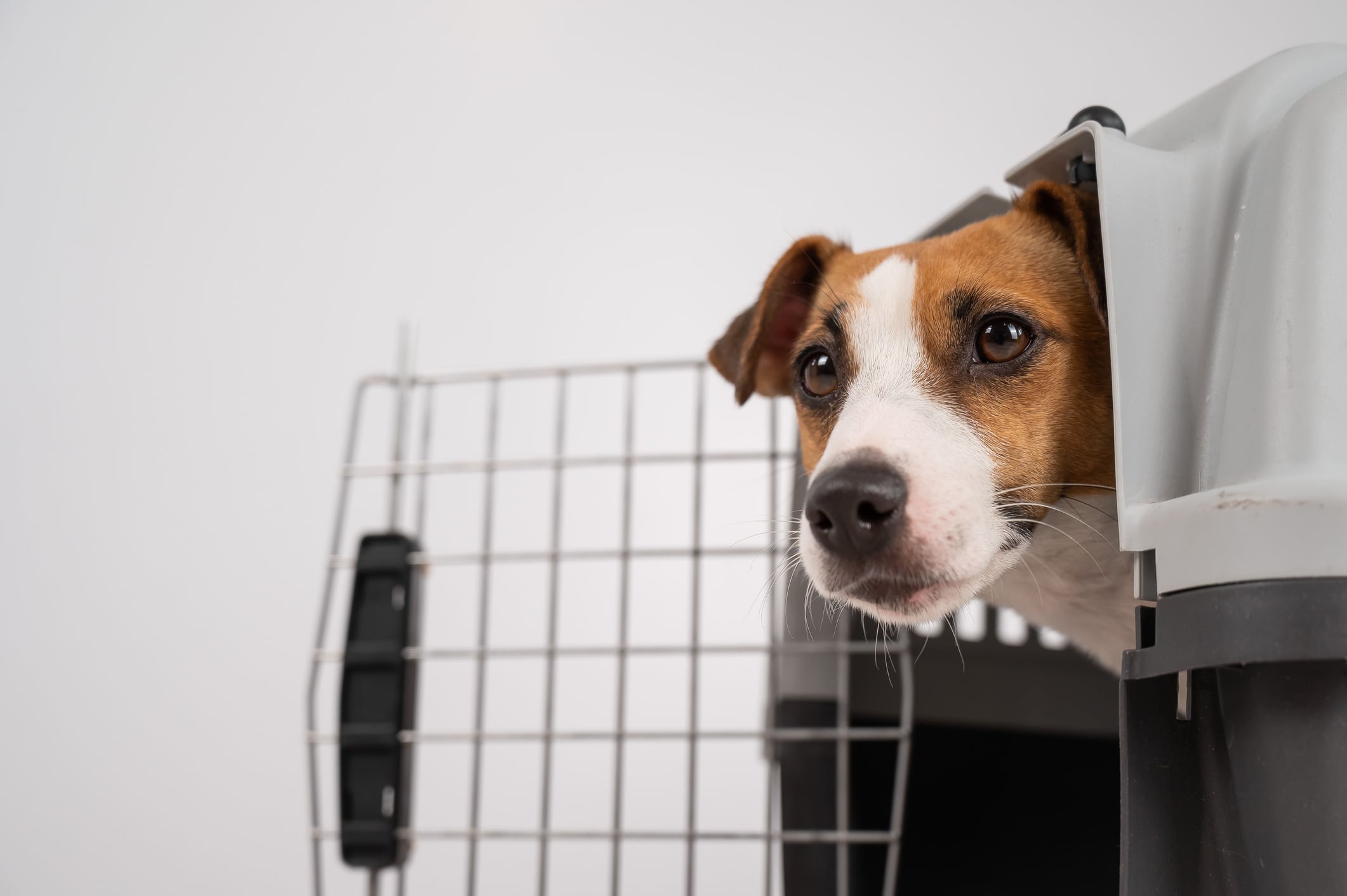 ¿Los perros deben o no deben viajar en cabina del avión?