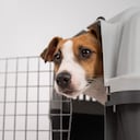 ¿Los perros deben o no deben viajar en cabina del avión?