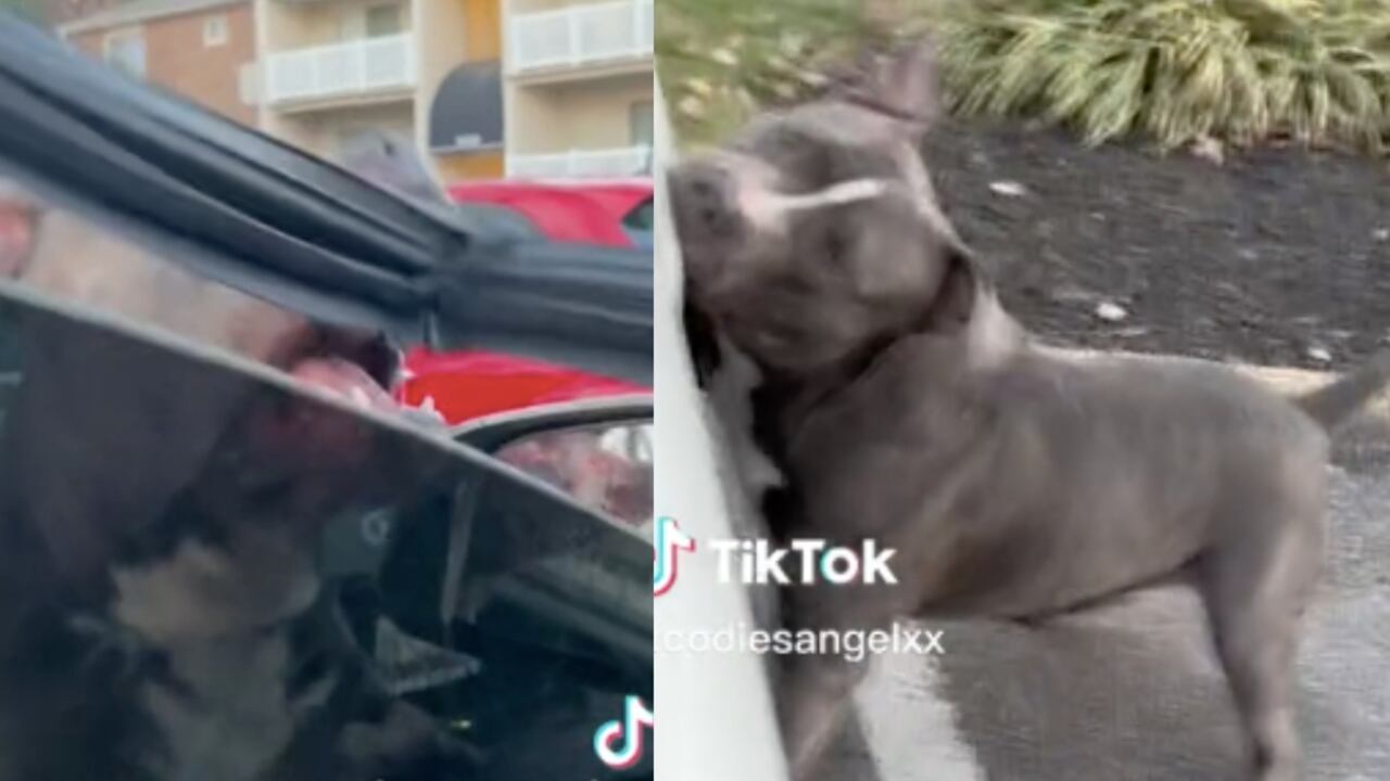 Ataque del perro pitbull