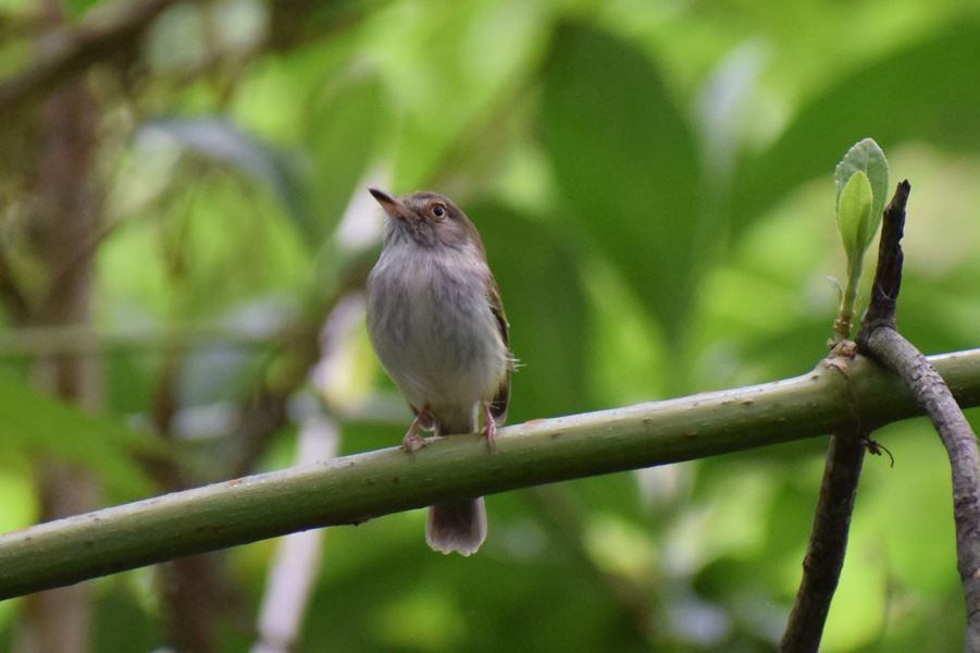 Nimaima, Cundinamarca
