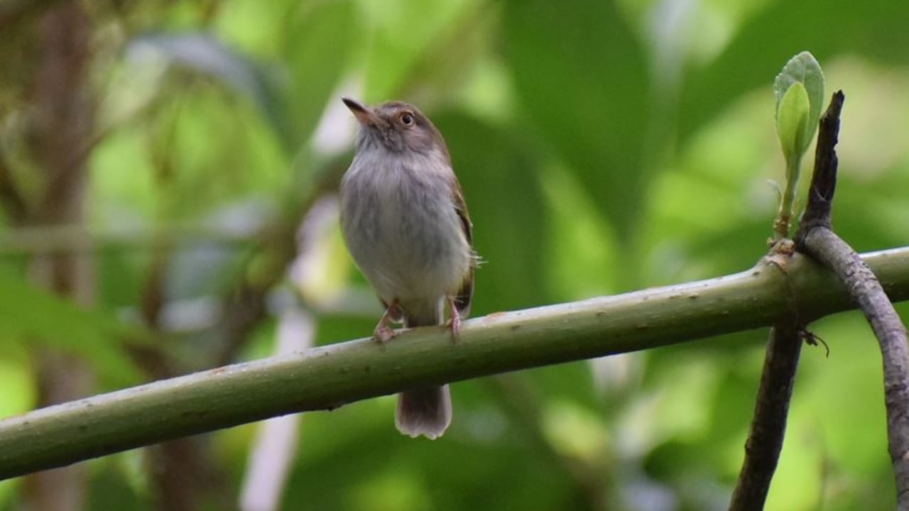 Avistamiento de aves en Nimaima, Cundinamarca