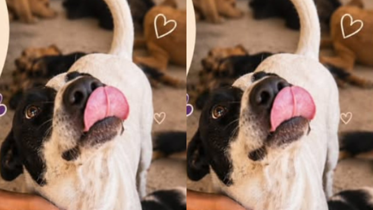Zoro, la historia del perrito que no adoptan por su tamaño