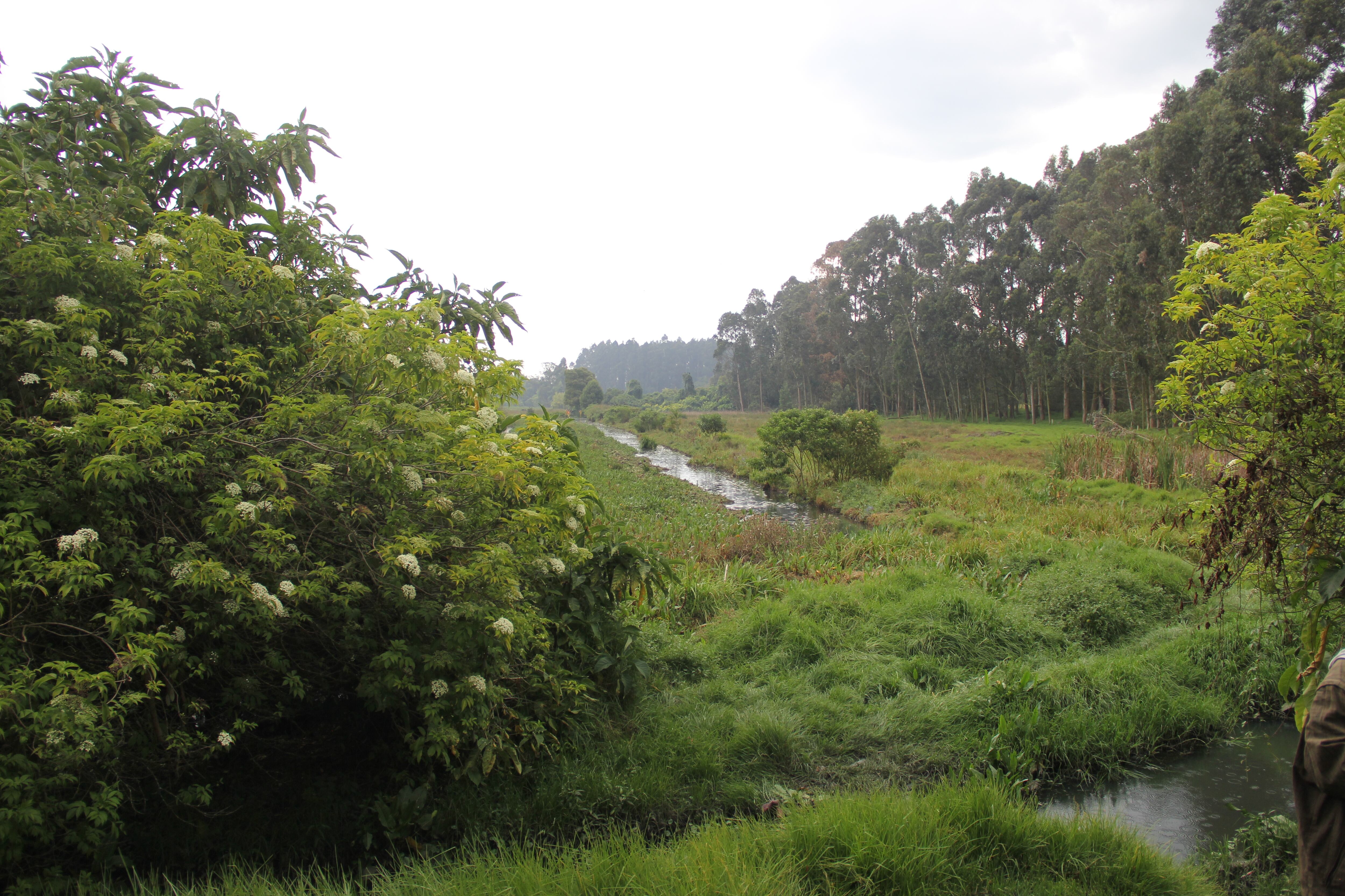 La Conejera es el segundo humedal urbano más biodiverso con 145 especies de aves, 11 de mamíferos y 253 de plantas.