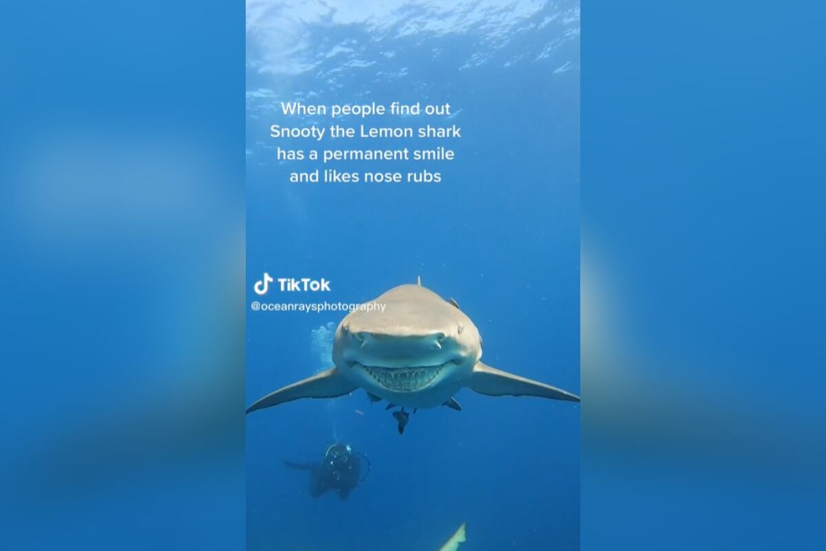 Tik Tok: @oceanraysphotography