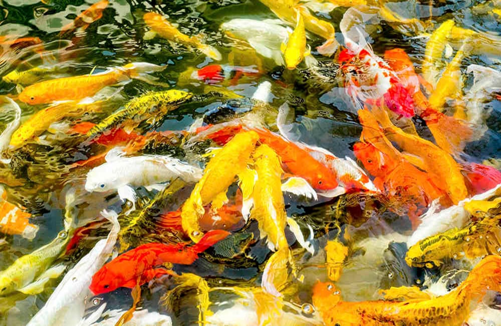 Los peces Koi, también conocidos como carpas, se popularizaron en el archipiélago japonés en 1914. Durante esta época, el emperador Hirohito los introdujo en su estanque en el Palacio Real. Hoy son criados como hobby en todo el país. Foto:iStock