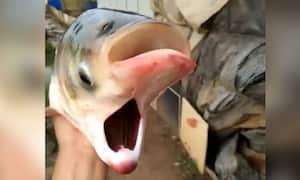 Consternación por aparición de pez con rara mutación en lago cercano a Chernóbil, población escenario de tragedia nuclear hace cerca de 40 años.