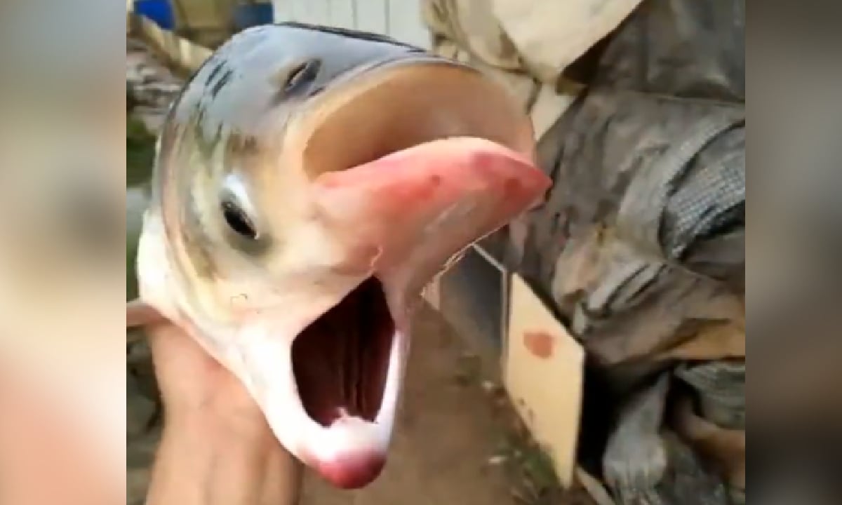 Consternación por aparición de pez con rara mutación en lago cercano a Chernóbil, población escenario de tragedia nuclear hace cerca de 40 años.