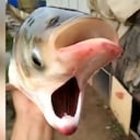 Consternación por aparición de pez con rara mutación en lago cercano a Chernóbil, población escenario de tragedia nuclear hace cerca de 40 años.