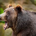 La mujer alcanzó a hablar con su mamá en tres oportunidades antes de morir. Foto: Getty Images.
