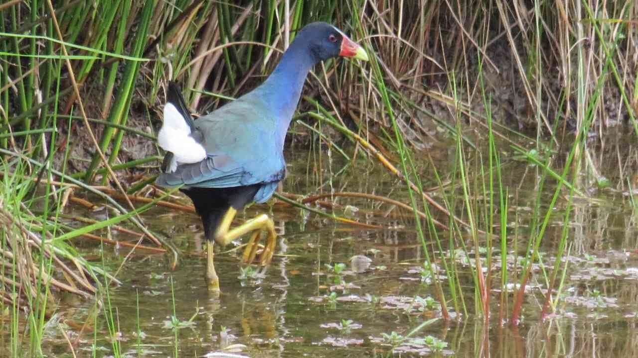 Los humedales de Bogotá le ofrecen alimento y refugio a varias especies como las tinguas, Foto: Secretaría de Ambiente. 