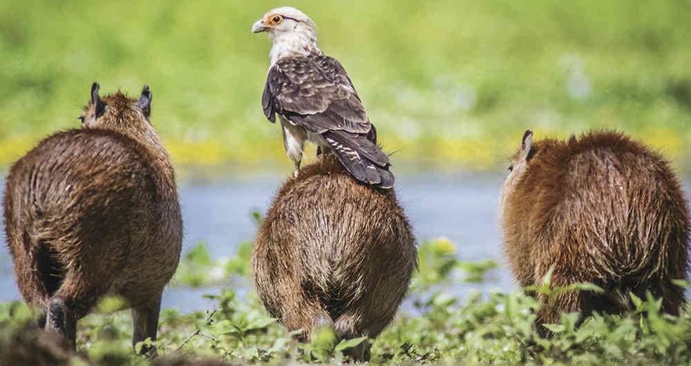 Una manada de chigüiros y un águila en los humedales del Hato la Aurora, en Paz de Ariporo, Casanare.