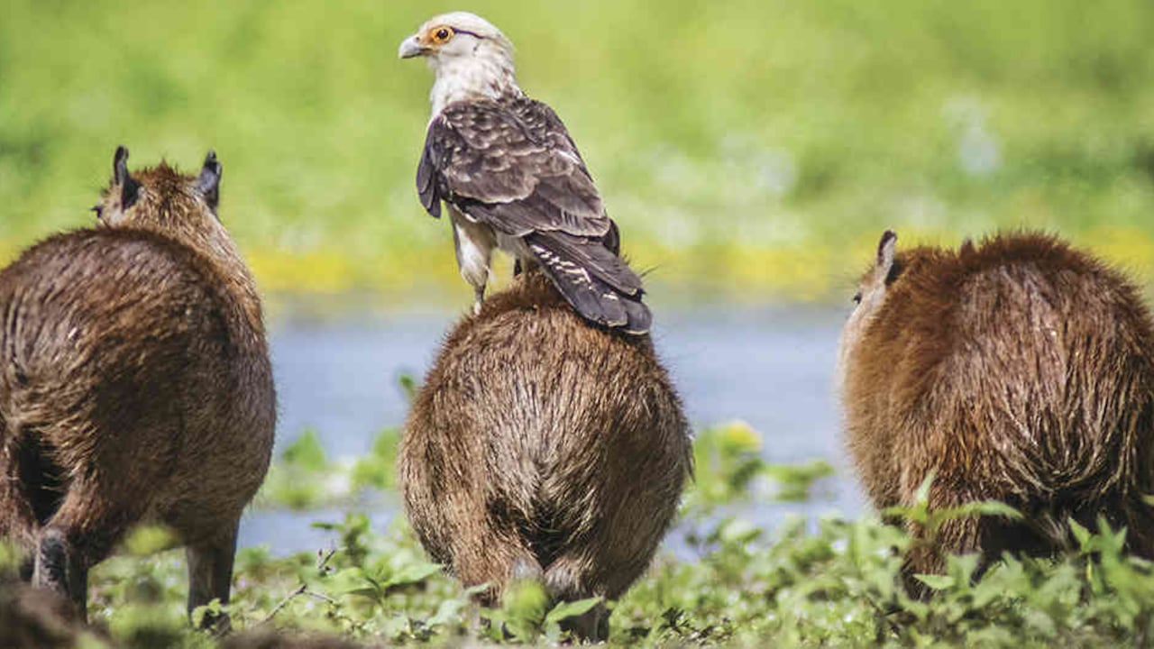 Una manada de chigüiros y un águila en los humedales del Hato la Aurora, en Paz de Ariporo, Casanare.