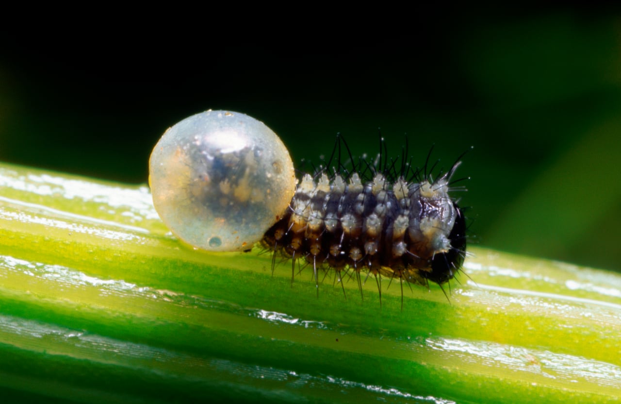 Esta criatura es tan venenoso que tocarlo significa la muerte instantánea.