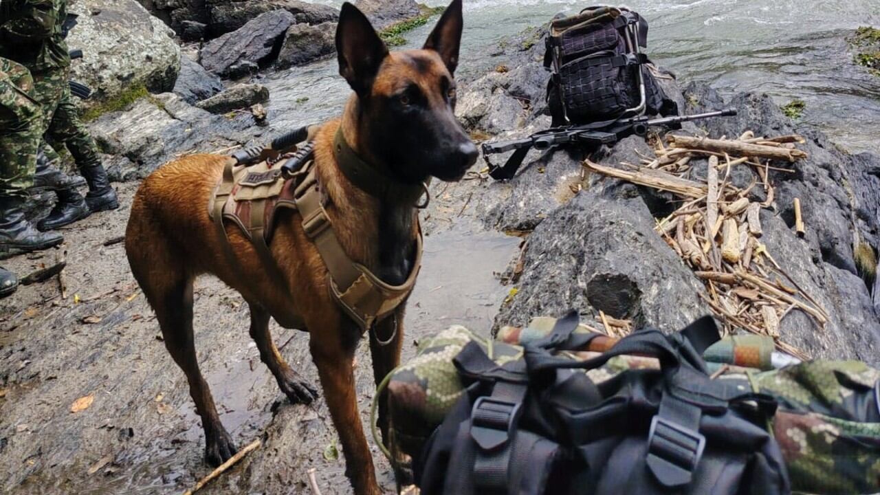 Su lealtad por el pelotón que protege es verdaderamente evidente.