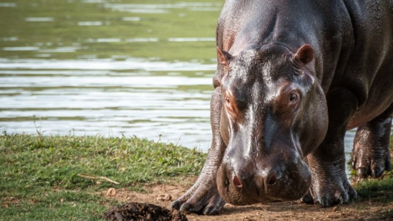 Los hipopótamos han sido considerados una especie invasora en Colombia.