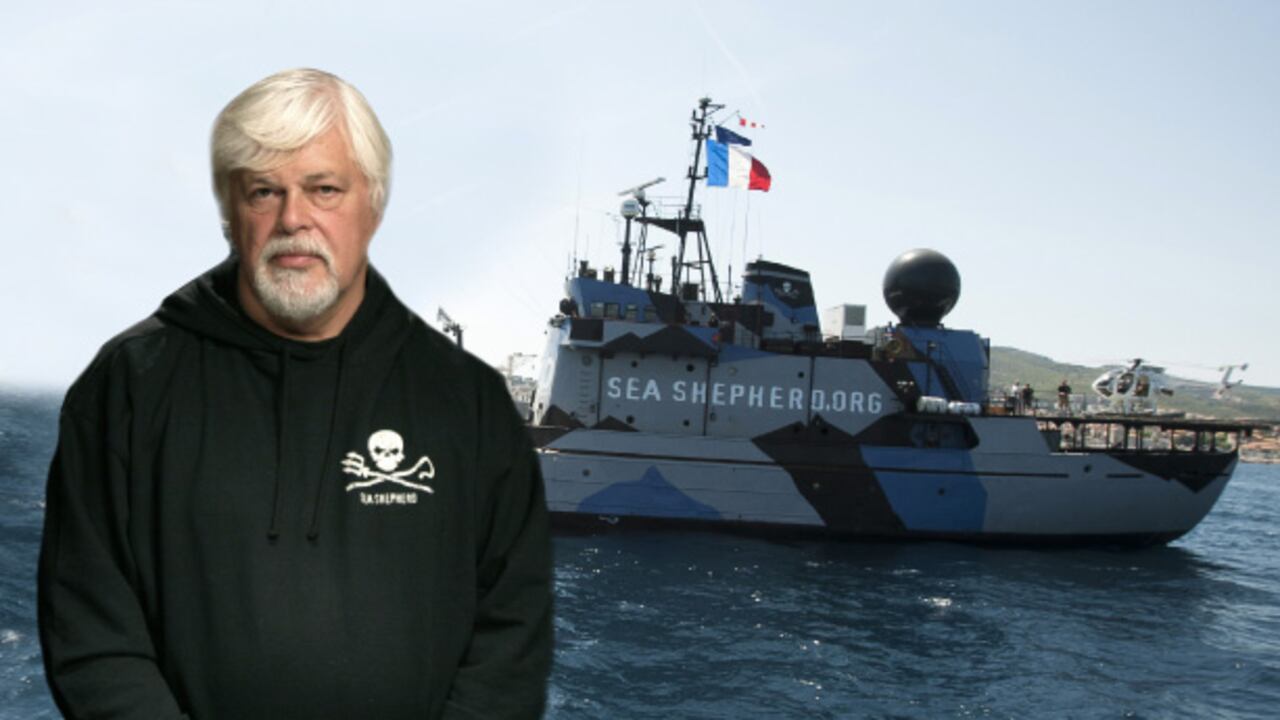 Paul Watson fundó Sea Shepherd en 1977. Hoy la organización cuenta con una flota de seis embarcaciones y está presente en casi 20 países.
