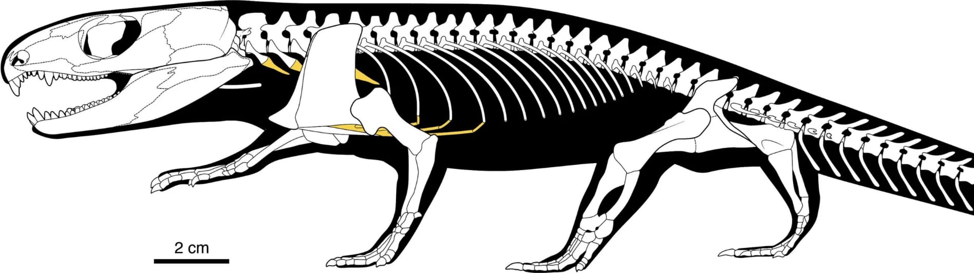 El Captorhinus aguti, de dimensiones modestas, revela grandes secretos científicos.