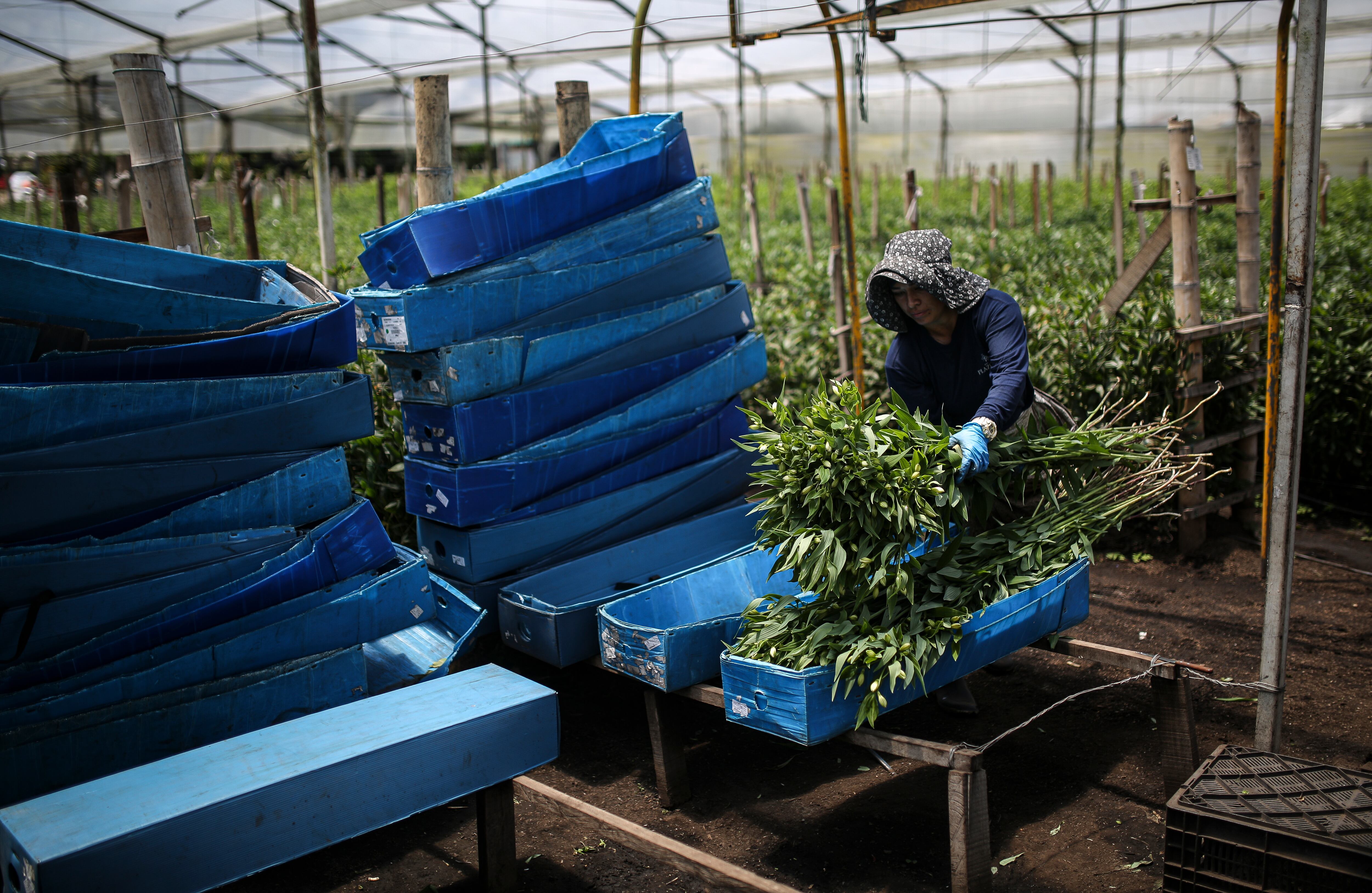 Flores, el regalo tradicional en el día de la madre
