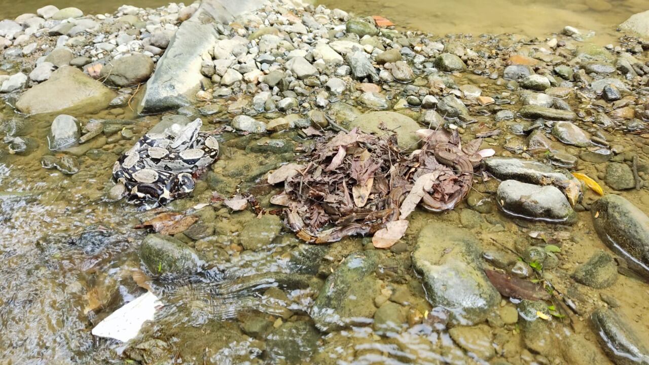 La Fuerza Aérea Colombiana ayudó a la liberación de los animales.