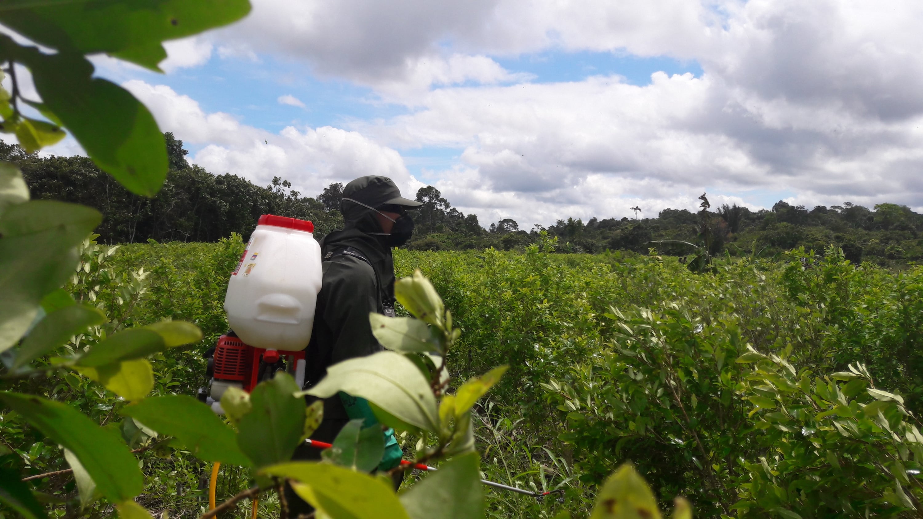 La erradicación manual es una de las estrategias del Gobierno para frenar los cultivos ilícitos.