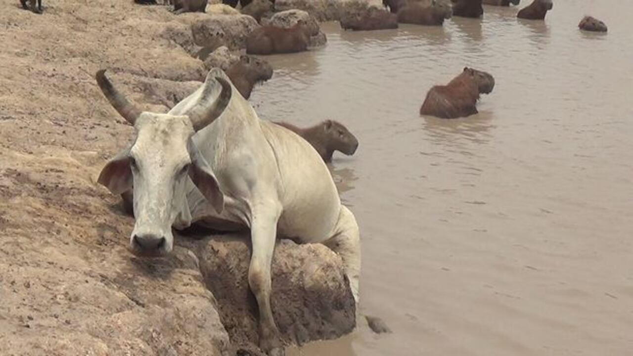 14 de los 15 años más calurosos de los que se tiene registro se han dado en el siglo XXI.