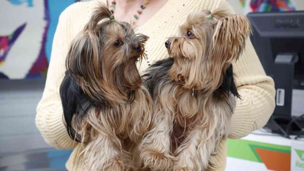 Es importante que el médico veterinario establezca un programa de prevención. Foto: Guillermo Torres.