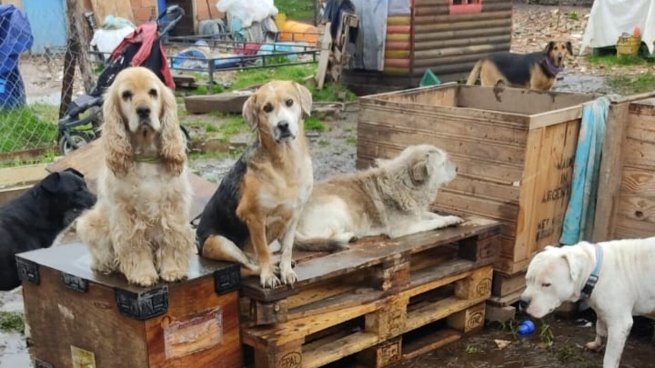 Los perros de la Fundación Rufo Salvando Vidas necesita ayuda de la ciudadanía.