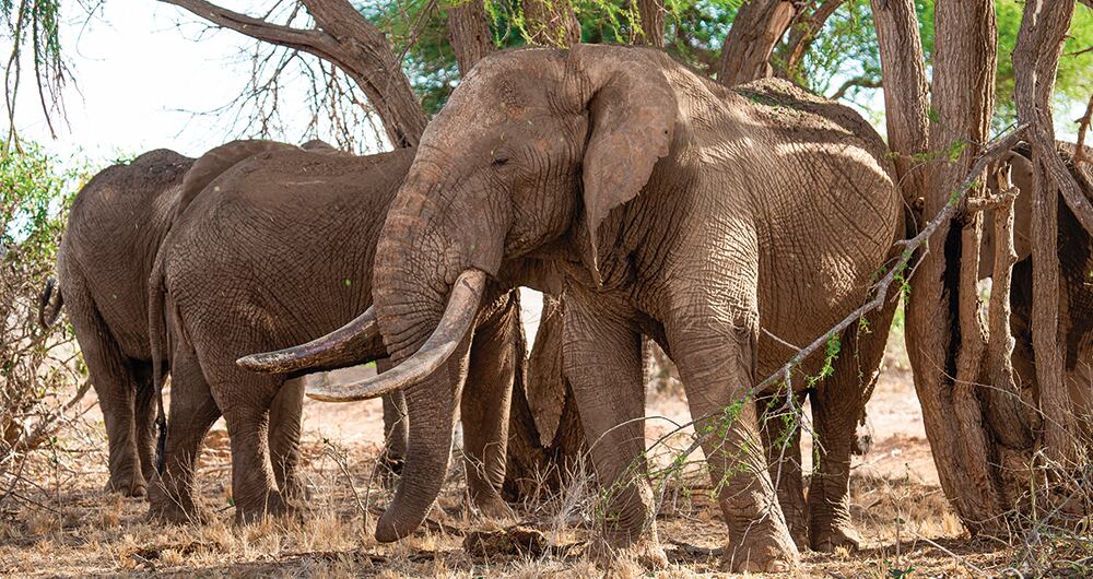 Los animales son grandes afectados por los desechos plásticos. 