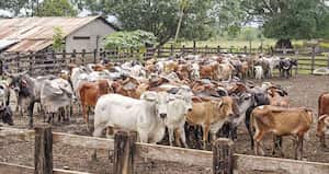 Los críticos consideran que esta acta demostraría que el gobierno de Iván Duque había pactado desde hace mucho tiempo entregarle el manejo de los parafiscales a Fedegan
