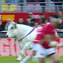 Pánico por entrada de un toro a campo de rugby en Francia