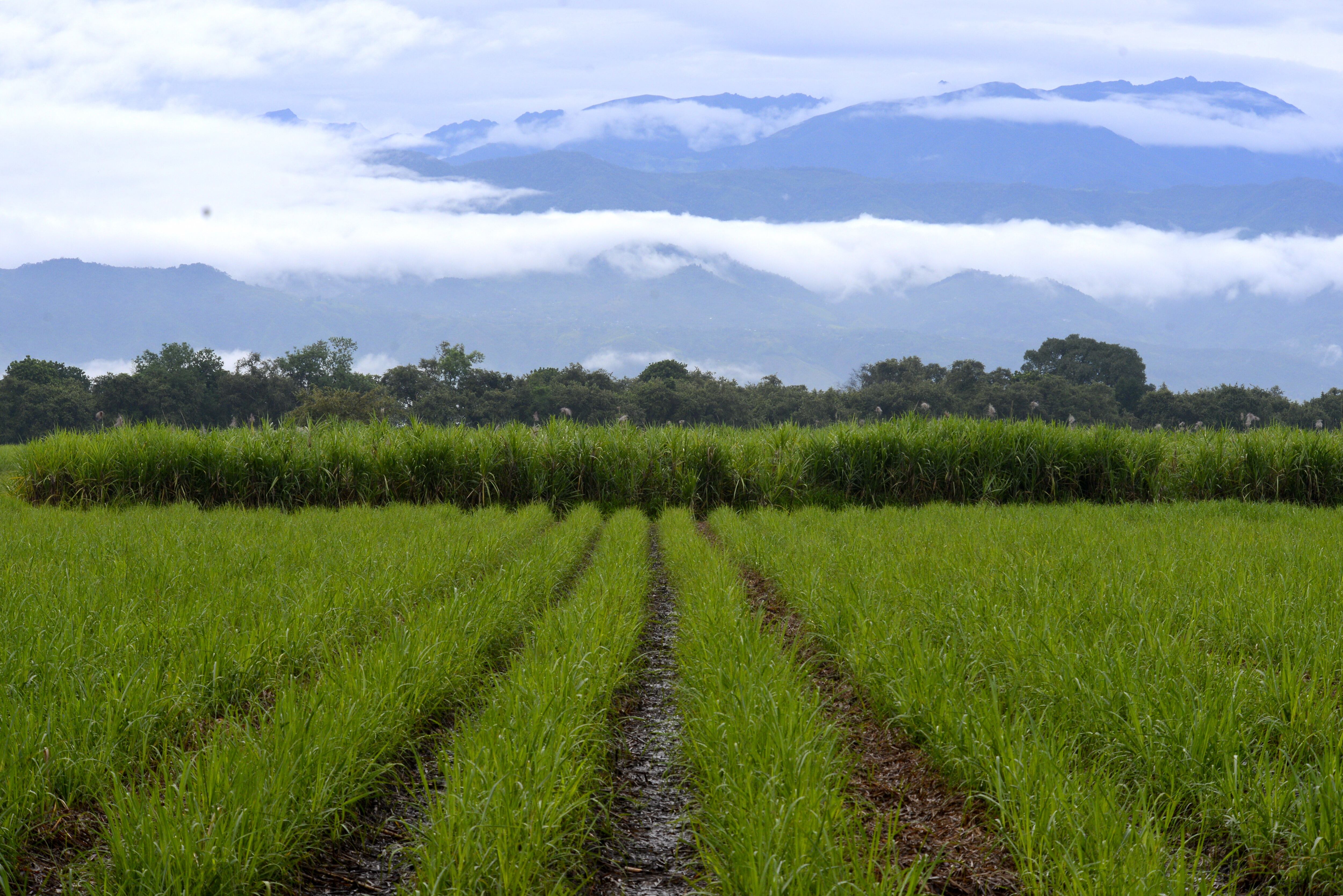Asocaña. La caña de azúcar, es el gran motor de la economía en el Valle del Cauca. Este sector mueve el 0,7 % del PIB de Colombia, mueve 180.000 empleos. Hay 13 ingenios azucareros en la región, seis de ellos tienen plantas de bioetanol. Foto Jorge Orozco / El País.