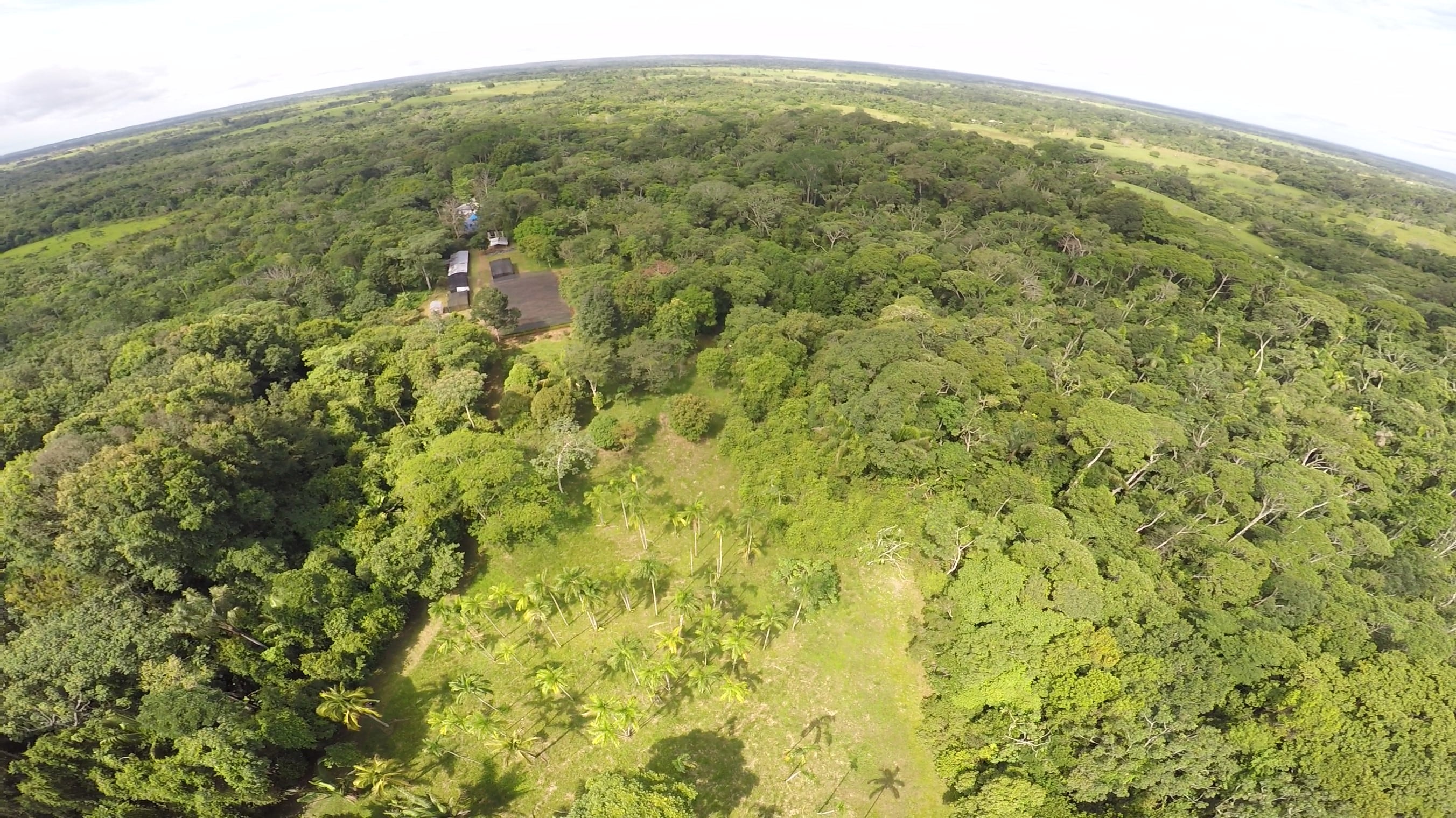 La producción de plántulas para la Sembratón en la Amazonia se concentrará en principio en dos departamentos: Guaviare y en el sur del Meta.