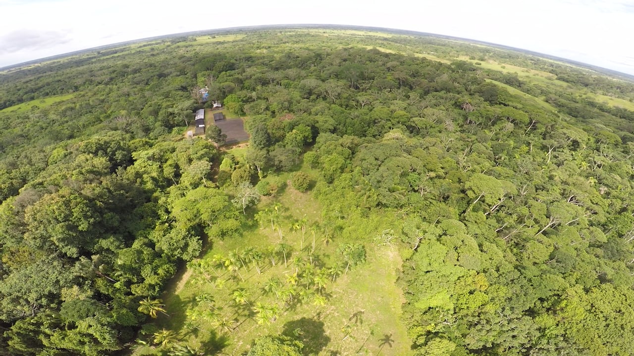 La producción de plántulas para la Sembratón en la Amazonia se concentrará en principio en dos departamentos: Guaviare y y en el sur del Meta.