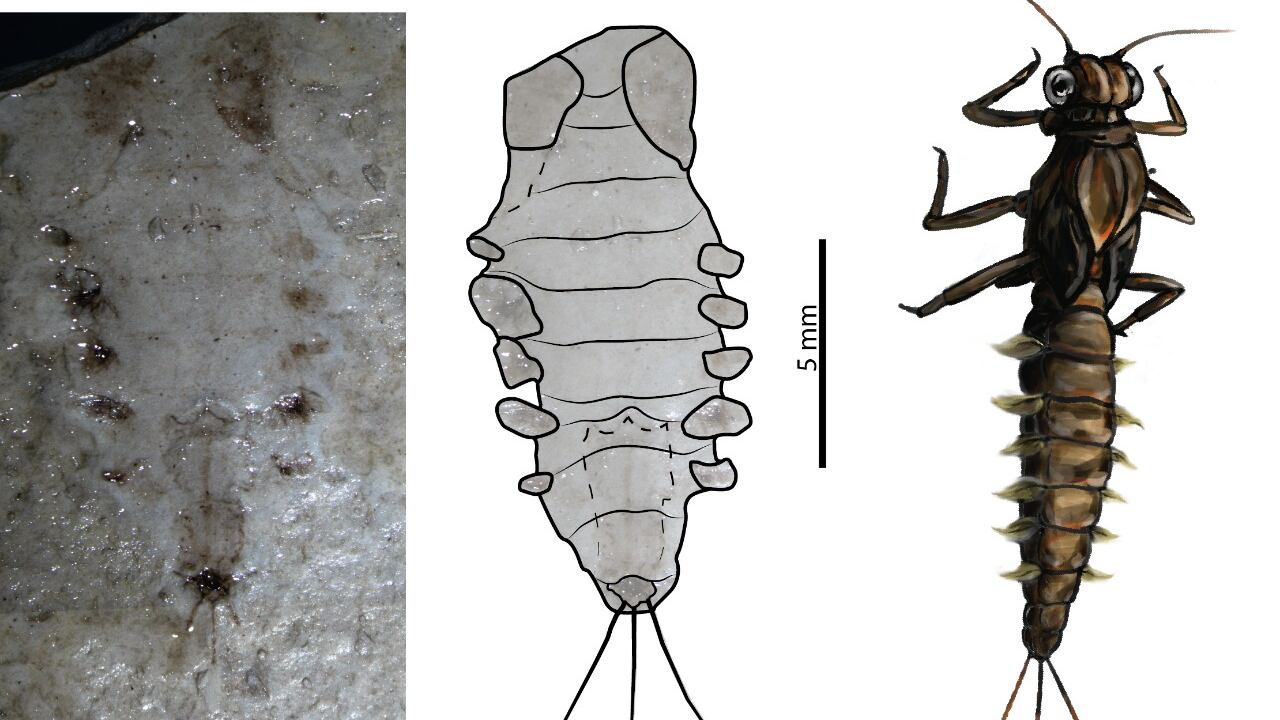 Paleontólogos de la Universidad del Rosario encontraron fósiles de insectos de hace 100 millones de años en La Calera