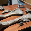 Las dimensiones de los huesos encontrados hacen pensar a los científicos que el ejemplar encontrado de esta nueva especie se trata de un “subadulto”.