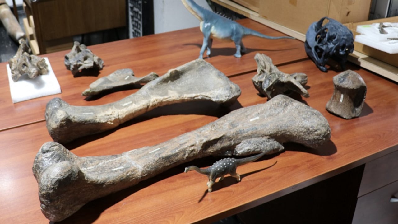 Las dimensiones de los huesos encontrados hacen pensar a los científicos que el ejemplar encontrado de esta nueva especie se trata de un “subadulto”.