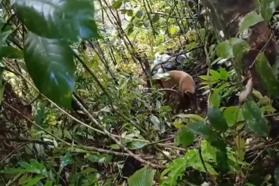 Las autoridades hallaron más de una tonelada de explosivos en zona rural del municipio de Villagarzón, Putumayo.