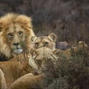 Leones que escaparon en Australia ya volvieron a su recinto (imagen de referencia).