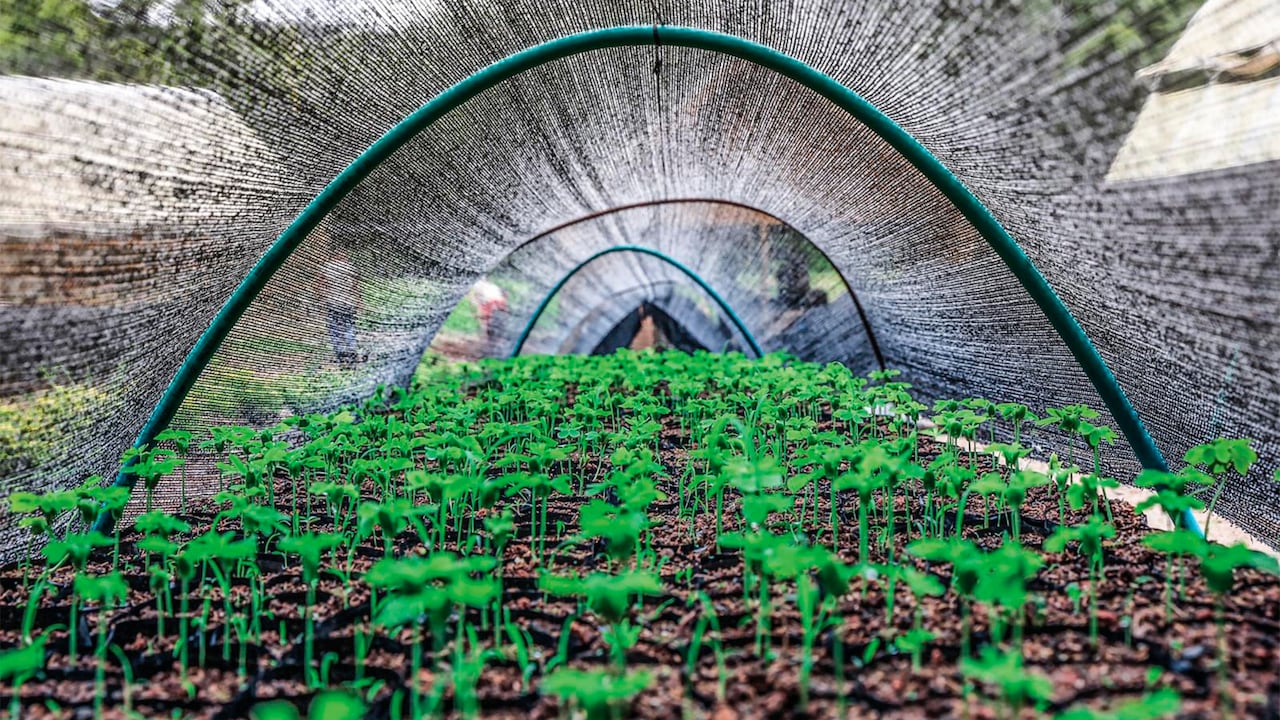 Vivero Guayacanes, en Antioquia.