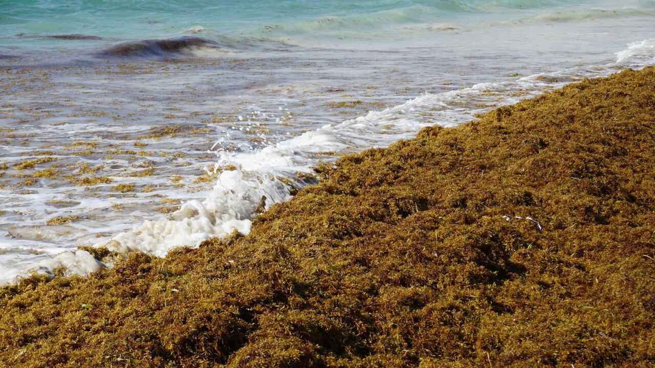 El Mar de los Sargazos es un ecosistema atípico porque no tiene costas.