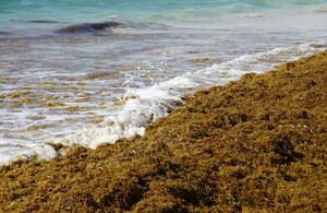 El Mar de los Sargazos es un ecosistema atípico porque no tiene costas.