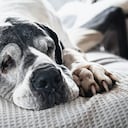 El envejecimiento de los animales no puede convertirse en una justificación para acabar con sus vidas.