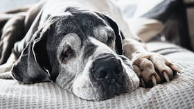 El envejecimiento de los animales no puede convertirse en una justificación para acabar con sus vidas.